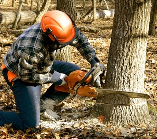 Tree Removal in Priddy, TX